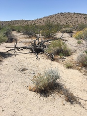 Callisaurus draconoides