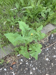Sonchus oleraceus