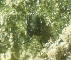 Costasiellidae