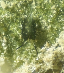Costasiellidae