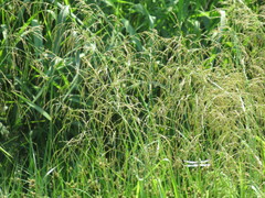 Glyceria spiculosa