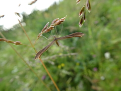 Stenoptilia