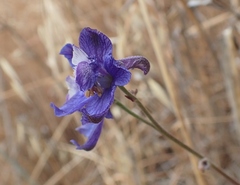 Delphinium hesperium
