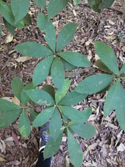 Alstonia muelleriana