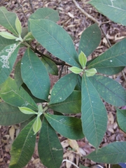 Alstonia muelleriana