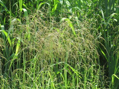 Glyceria spiculosa