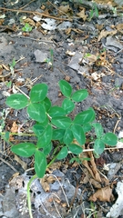 Trifolium pratense