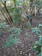 Alstonia muelleriana