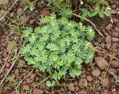 Cyclocarpa stellaris