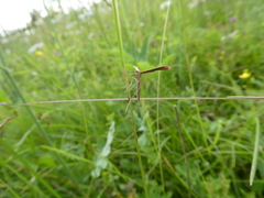 Stenoptilia