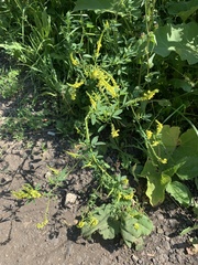 Melilotus officinalis