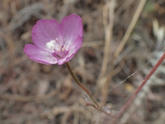Clarkia lewisii