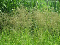 Glyceria spiculosa