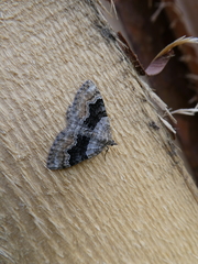 Xanthorhoe quadrifasiata