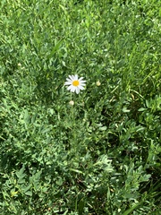 Tripleurospermum inodorum