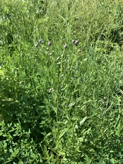 Cirsium arvense