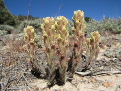 Castilleja cinerea