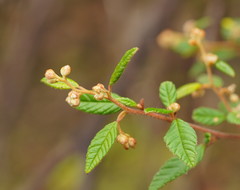 Pomaderris prunifolia