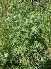 Tanacetum vulgare