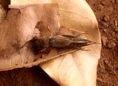 Gryllotalpa australis