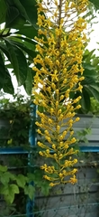 Lophanthera lactescens