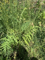 Pastinaca sativa