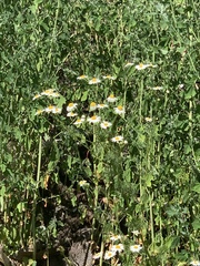 Tripleurospermum inodorum