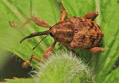 Curculio dentipes