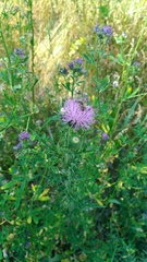 Carduus acanthoides