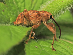 Curculio dentipes