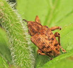 Curculio dentipes