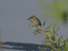 Alcedo atthis
