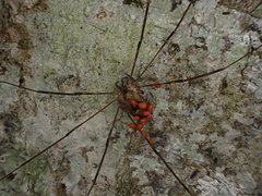 Amilenus aurantiacus