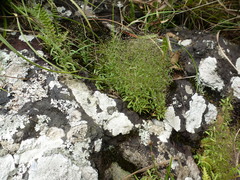 Trichanthecium glaucocladum