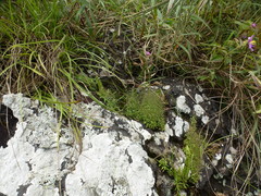 Trichanthecium glaucocladum