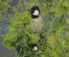 Pycnonotus leucotis