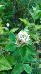 Trifolium pratense