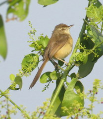 Prinia inornata