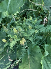 Astragalus cicer
