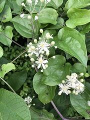 Clematis vitalba