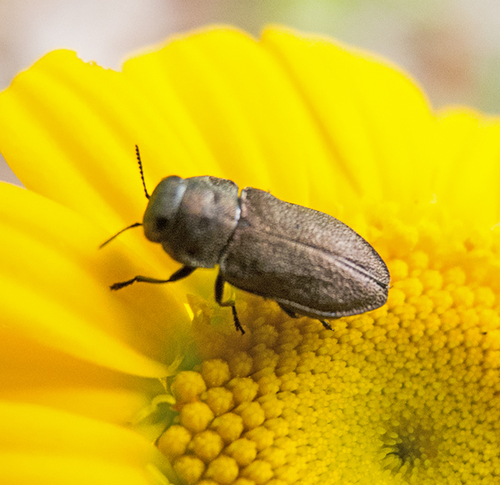 Anthaxia godeti