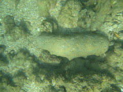 Holothuria whitmaei