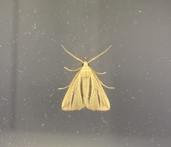 Macrochilo bivittata