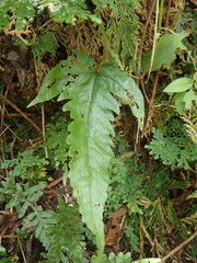 Tectaria phaeocaulis