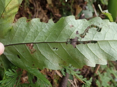 Tectaria phaeocaulis