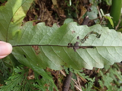 Tectaria phaeocaulis