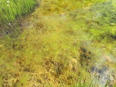 Sparganium angustifolium