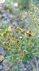 Potentilla argentea