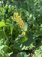 Thlaspi arvense