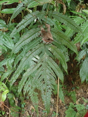 Tectaria phaeocaulis